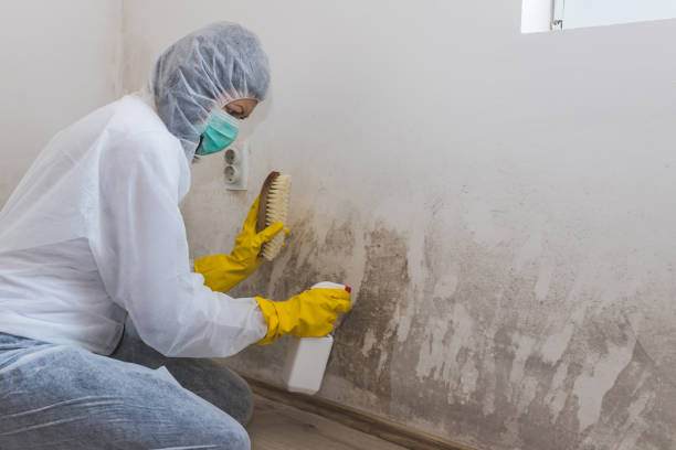 Best Black Mold Removal  in White Oak, PA