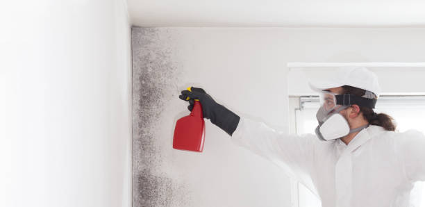 White Oak, PA Mold Removal Company
